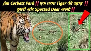Jim Corbett Park‼️एक तरफ Tiger की दहाड़ ‼️दूसरी ओर Spotted Deer अलर्ट‼️