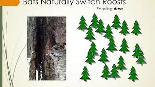 The Goldilocks Approach: Use of Bat Boxes in a changing landscape and climate