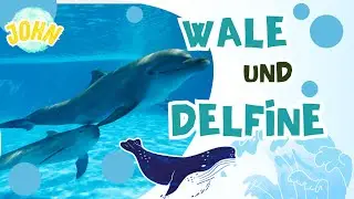 Wale und Delfine Die Riesen des Ozeans -  Einfach erkl&auml;rt !