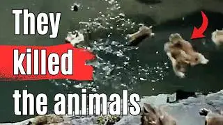 This Nature Documentary Killed Animals