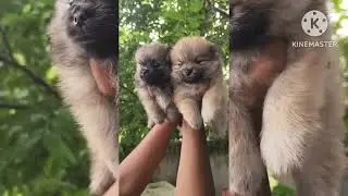 9182508349 #toypom#dogs #dogbreed #pets #puppy #telugu #viral #reels #shihtzus #sale #double #bones