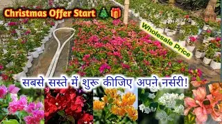 450+ Thai Varieties || Bougainvillea Flower Plant Supplier All India || Vera Varieties Bougainville