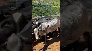 Opera&ccedil;&atilde;o apreende 180 cabe&ccedil;as de gado e 700 muni&ccedil;&otilde;es na Zona da Mata