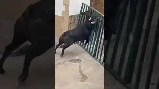 ⚠️CASI SE ESCAPA ⚠️ESTE ENORME TORO BRAVO DEL RECORRIDO🤦🏻&zwj;♂️ Villarejo De Fuentes (Cuenca)
