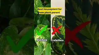 Easy to maintain plant🌱 #plants #ytshorts #shorts #gardening #indoorplants #wintergarden #trending
