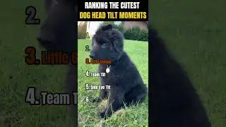 РЕЙТИНГ САМЫХ МИЛЫХ МОМЕНТОВ НАКЛОНА ГОЛОВЫ СОБАК 🐶❤️😂 | Какой самый милый?