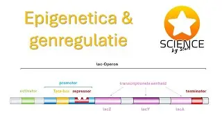 Epigenetica en genregulatie