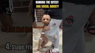 РЕЙТИНГ САМЫХ МИЛЫХ СОБАК С СОЦИАЛЬНОЙ ТРЕВОЖНОСТЬЮ 🥺🐶 | Вы когда-нибудь видели собаку с такой со...