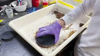 Keeping red imported fire ants in lab