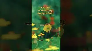 Vibration of the Day: Light Field Reset. ANDROMEDA