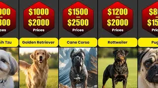 Comparison: The Most EXPENSIVE Dog Breeds in The World