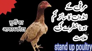 Murgi chata Anda ku dyti hy / मुर्गी का आकार छोटा #aseelbreeding