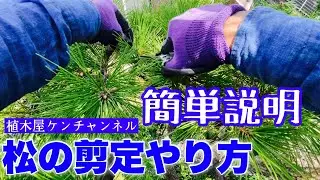 松の剪定【初心者向け】作業動画を交えて松のお手入れの仕方を解説
