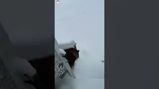 The dog&rsquo;s first time playing with snow 🤣🤣 #funny #doglovers