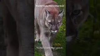Did You See That Beautiful Canadian Puma in the Forest?