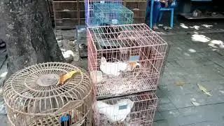 BLUSUKAN KE PASAR SATWA TERBESAR DI JOGJA ( PASTY ) 🦚🐓🐓🐓🐓🦚 AYAM KATE ,AYAM HUTAN