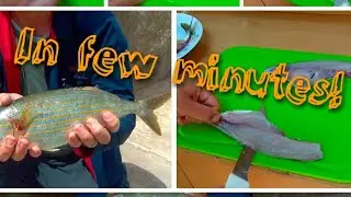 How to Filet Salema porgy (Xilpa)