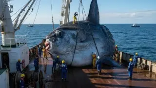 A Million Dollar Journey from a Giant Sunfish Fishing Trip&mdash;A Documentary on DeepSea Longline Fishing