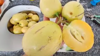 Melão Andino#Melão dos Andes