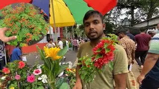 Hibiscus Bougainvillea Rose Plant Review | Galiff Street Sagardeep Nursery | Best Flowers Forever 