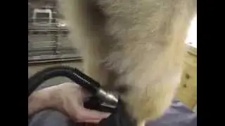 Pom Scissor replacement,Hanvey Hairvac Replacing alot of scissor work,faster & easy on hands
