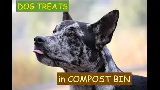 Popeye dog in the compost bin