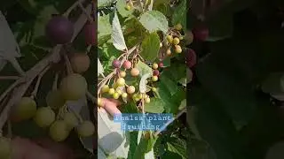 #shorts Phalsa 2nd time fruiting in a season  #phalsa #falsa