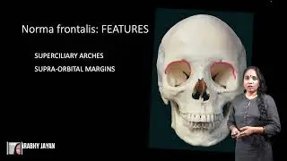 Norma Frontalis