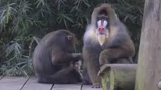 Audubon Zoo welcomes newborn Mandrill to primate habitat