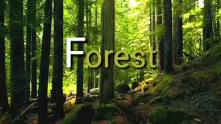 Forest 4K | Nature Music Library Peaceful Relaxing Music | Meditation Music | Nature Sounds.