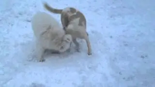 Samoyed playing in the snow