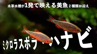 【生体導入】流木レイアウト水槽に映える小型美魚2種を紹介&導入【ミクロラスボラハナビ ラスボラヘテロモルファ】#aquascape #aquarium #アクアリウム#小型水槽 #スリム水槽#ADA