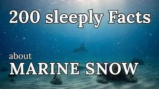 Seafloor Sediments & Marine Snow &mdash; 200 Sleepy Science Facts To Fall Asleep To (No Ads, 432 Hz)