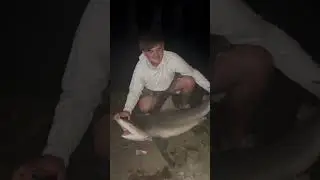 Shark fishing from bridge