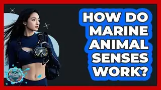 How Do Marine Animal Senses Work? - The Marine Life Explorer