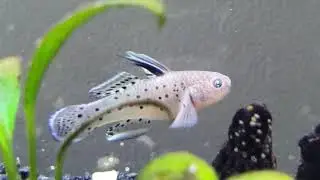 Jiji The Knight Goby