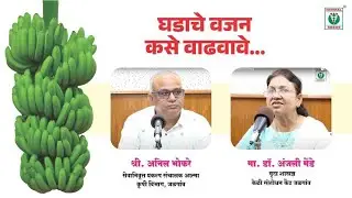 केळीच्या घडाचे वजन कसे वाढवावे #banana #farming #agriculture #natural #farmer #bananaproduction