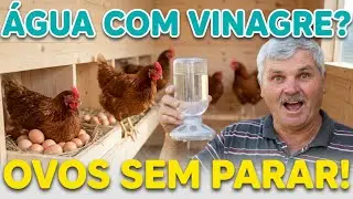 Adicionei vinagre à água das minhas 30 galinhas e hoje elas estão botando ovos como loucas.