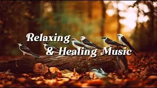 Relaxing Music for Sleep & Focus | Calm Your Mind, Study with White-winged Swallow