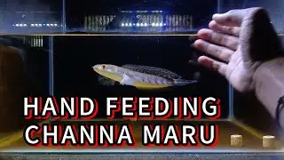 Hand feeding Channa Marulioides dengan super worm (ulat jerman) GANAS🔥‼️
