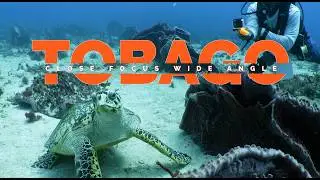 Caribbean Reef Life in Tobago | Short Underwater Film for NYUPS