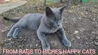 RAGS TO RICHES. HAPPY CATS ! 