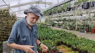 orchidee, come combattere il grande caldo di questi giorni: spuzzare, ombreggiare, ventilare
