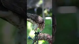 How To Train A New Shikra/ Falconry training/eagle hunting falcon hunting/ Khmer falconry