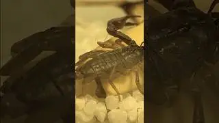 How To Survive A Scorpion Sting - I