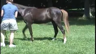 Doll House Show Me - Welsh Pony For Sale