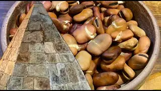 Sprouted Faba Beans: An Ancient Power Food