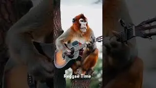 Monkey Shreds Insane Guitar Solo in Viral Video (2024)