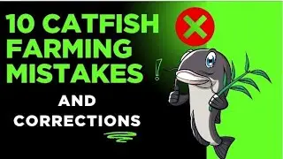 Top 10 catfish farming management mistakes and corrections