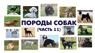 Учим породы собак (часть 11) \ карточки домана\ Learning dog Breeds (Part 11)\ Doman cards
